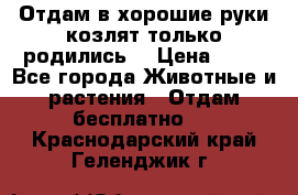 Отдам в хорошие руки козлят.только родились. › Цена ­ 20 - Все города Животные и растения » Отдам бесплатно   . Краснодарский край,Геленджик г.